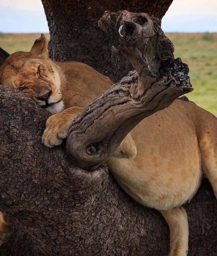 Толстый Лев животное