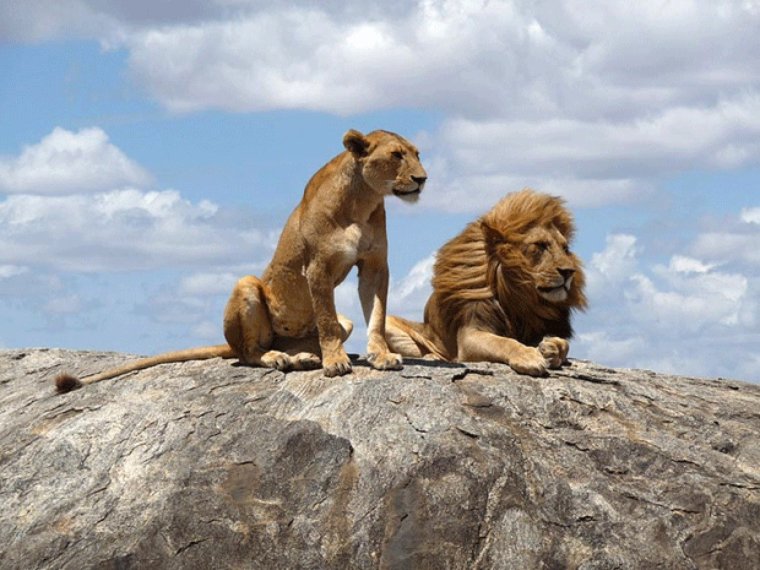 Лев спускается