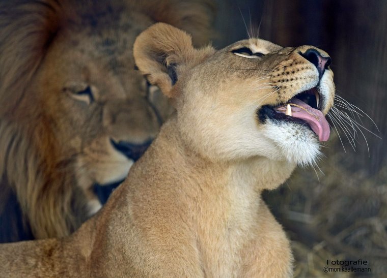 Лев и злая львица