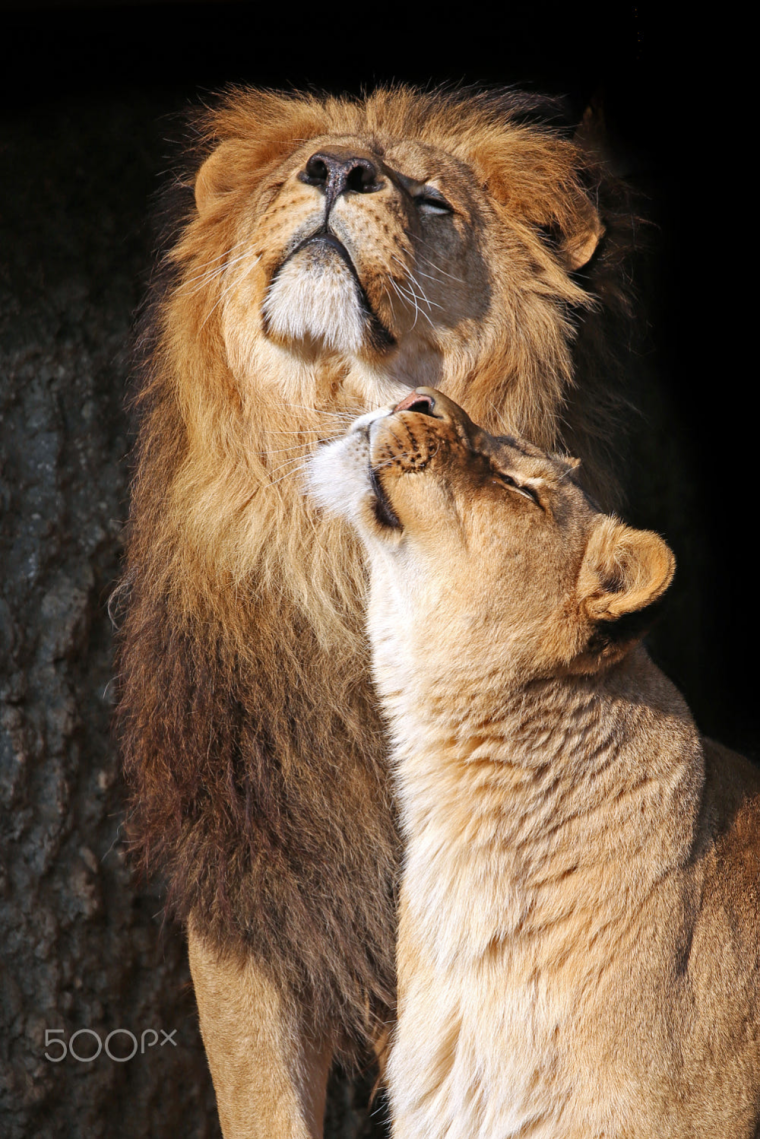 Лев и львица прикольные