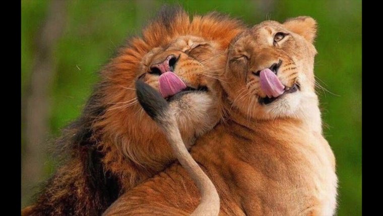 Смешные влюбленные животные