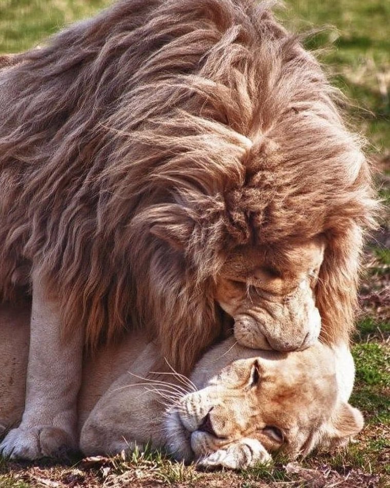 Лев и львица прикольные