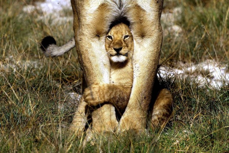 Лапа львицы