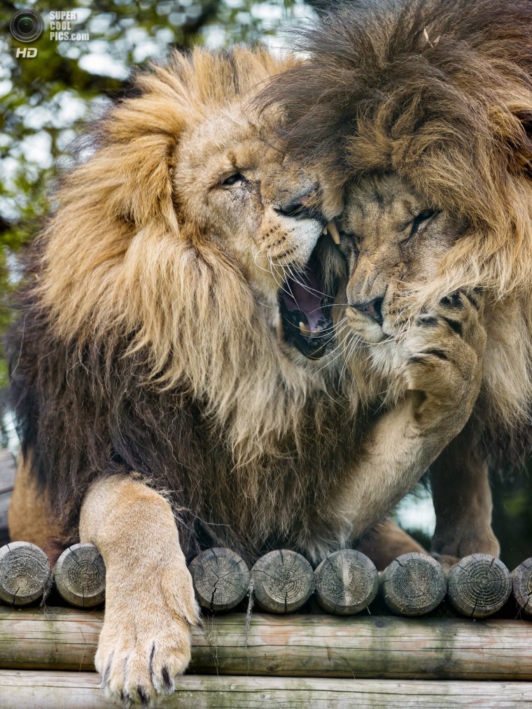 Лев весёлый