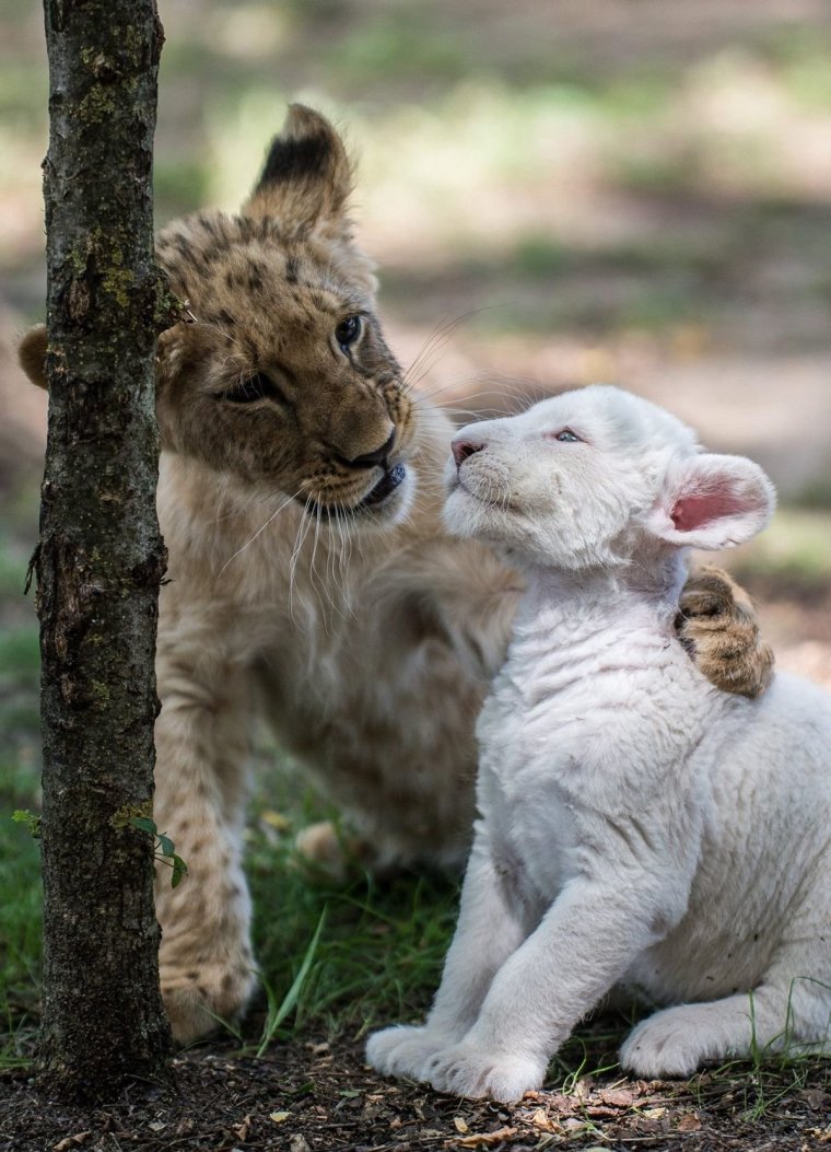 Разные животные