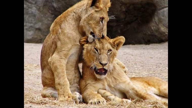Лев и львица картинки