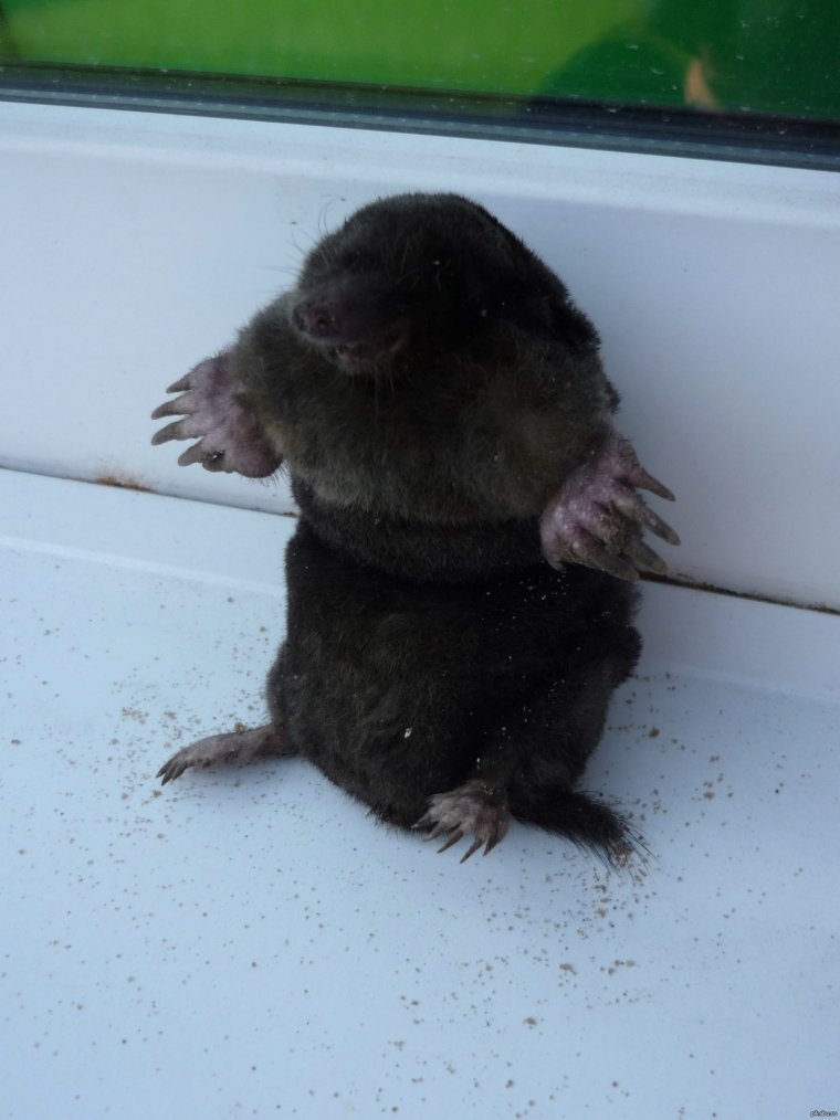 Смешной Крот