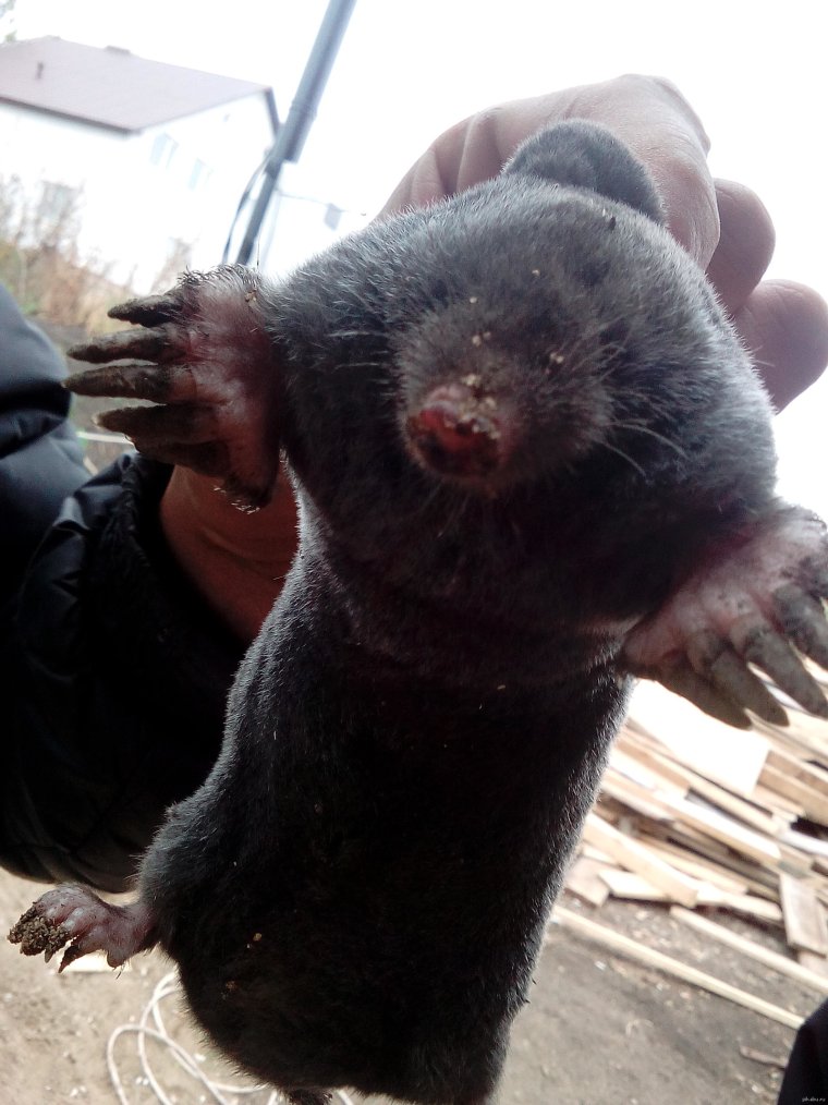 Крот Луговой