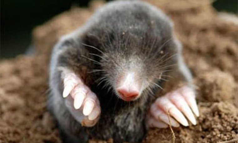 Слепыш гигантский в норе