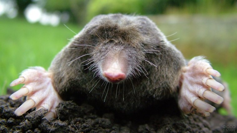 Плакат Mole