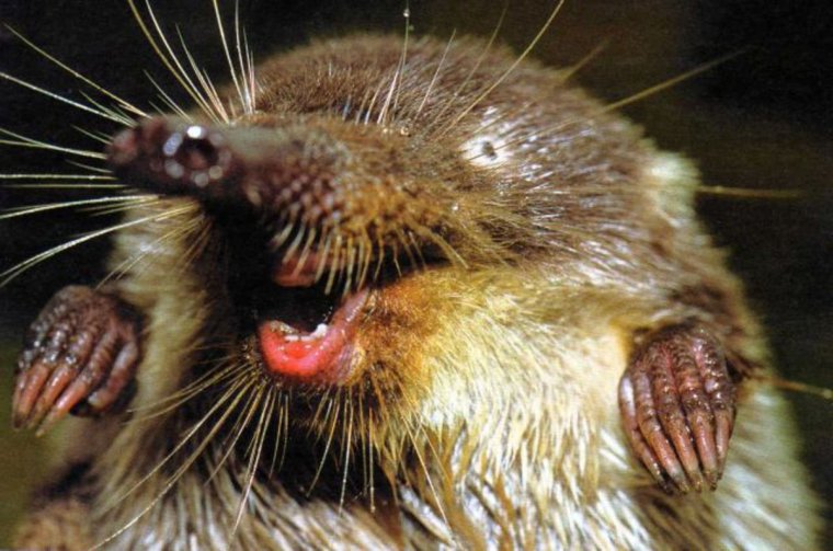 Выхухоль Болотная