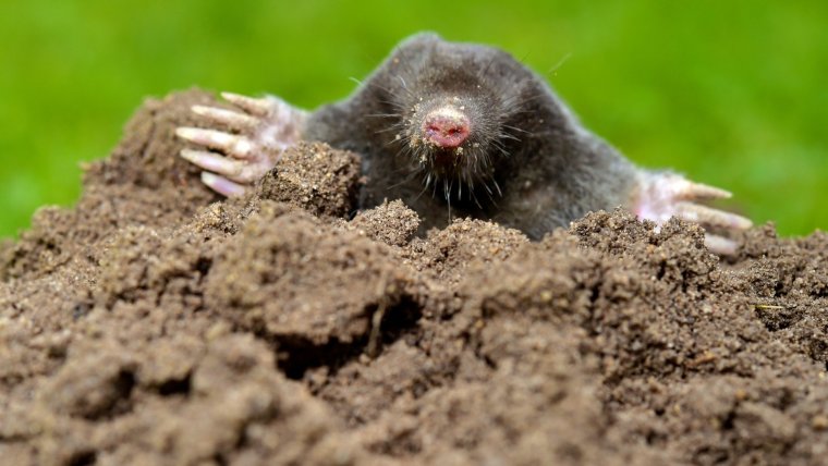 Кротик игрушка