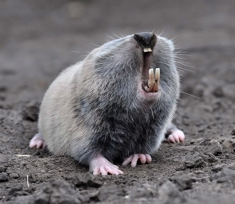 Хитрый Крот