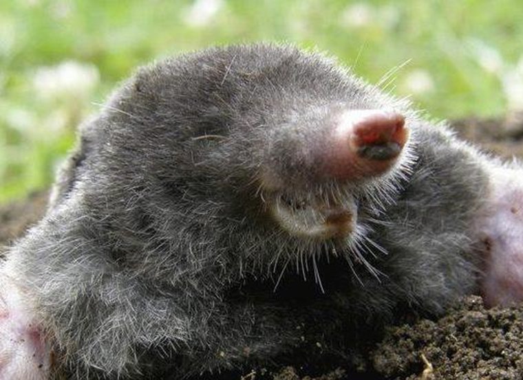 Слепой Крот