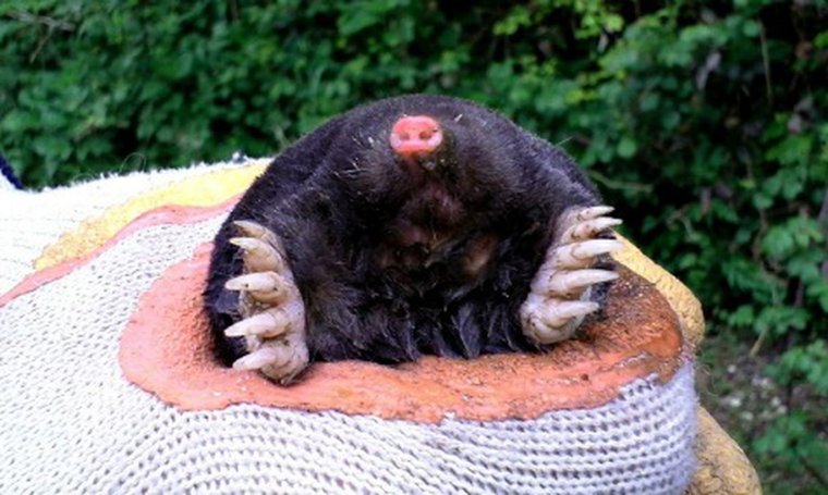 Смешной Крот