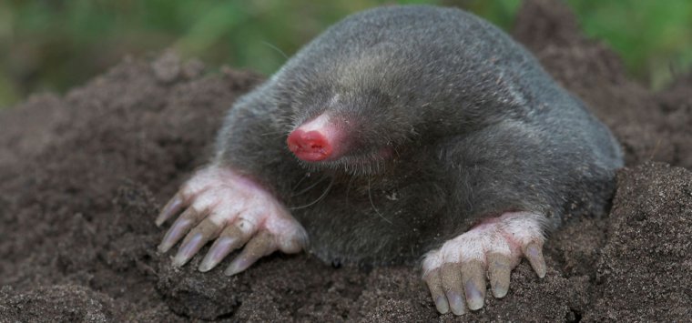 Комиксы про крота