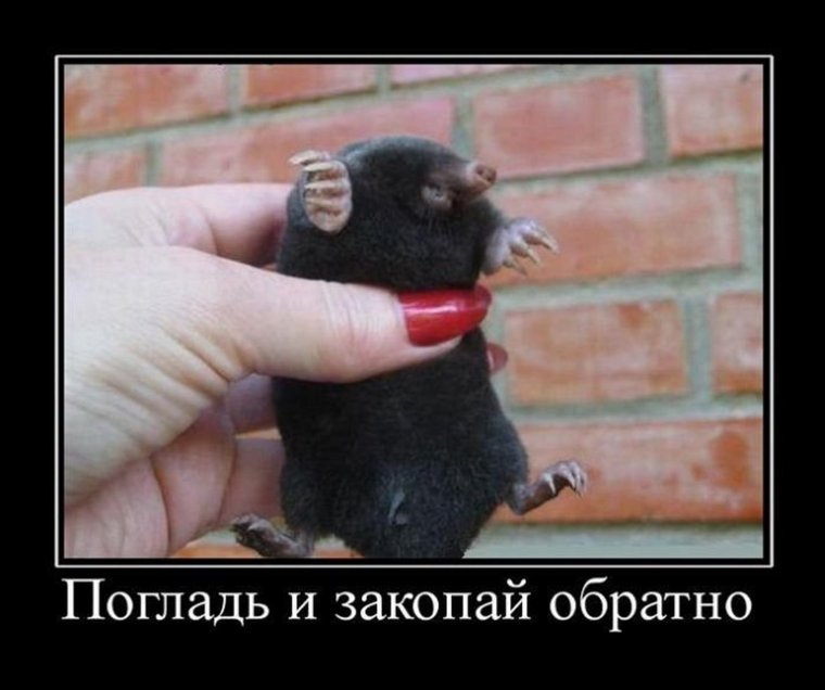 Крот прикол