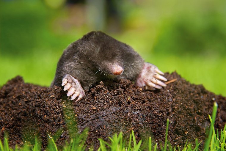 Крот прикол