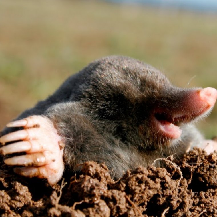 Крот слепыш глаза