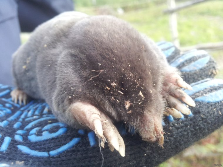 Вомбат животное Австралии