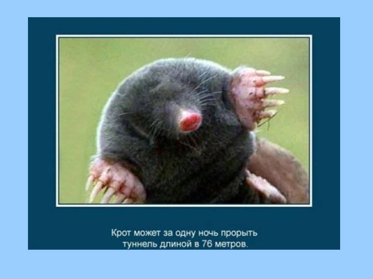 Короткие факты о животных