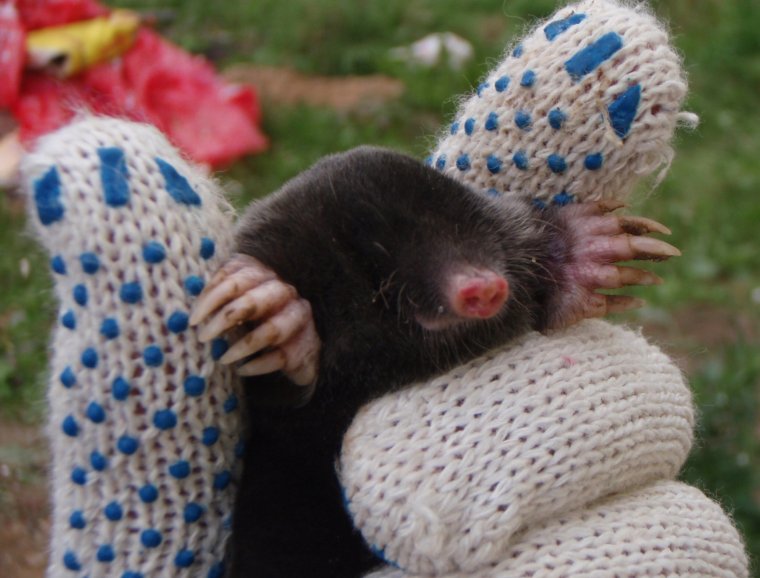 Несколько кротов