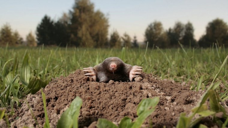 Крот слепыш глаза