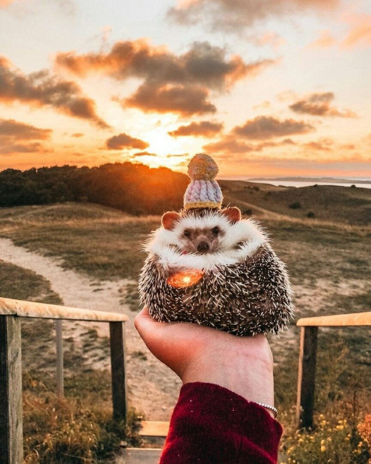 Ежик в руках