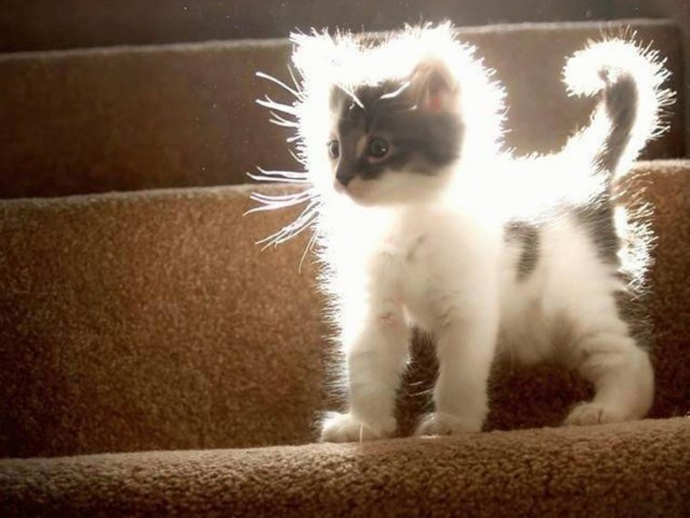 Кот светится от счастья