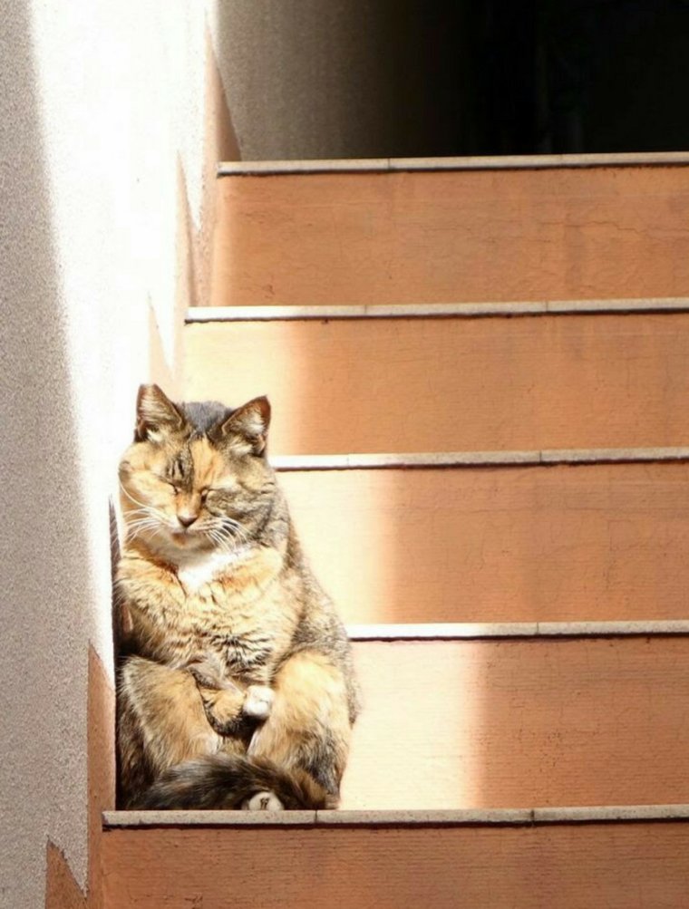 Котик греется на солнце