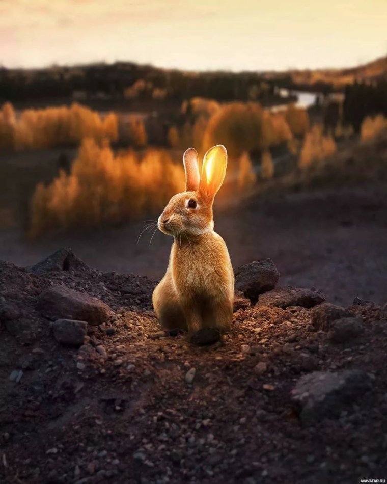 Кролики в природе