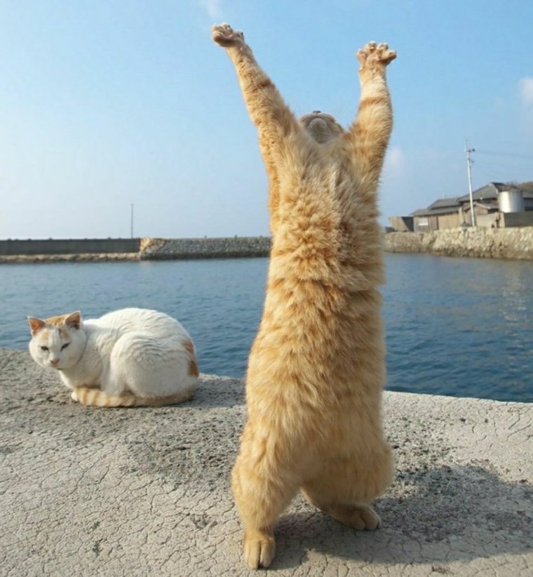 Кот радуется