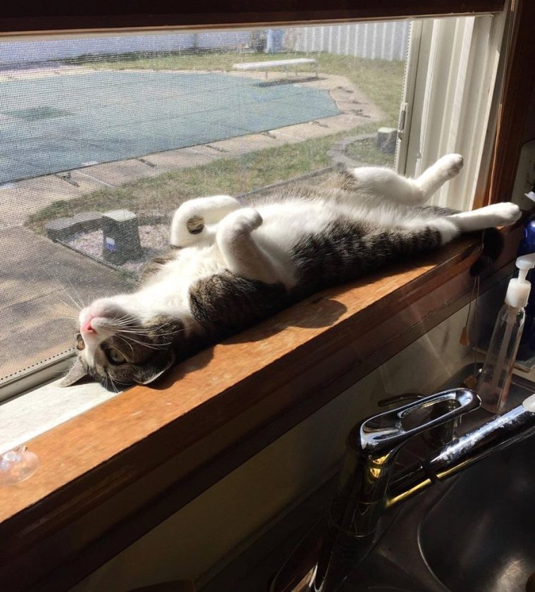 Котик на солнышке