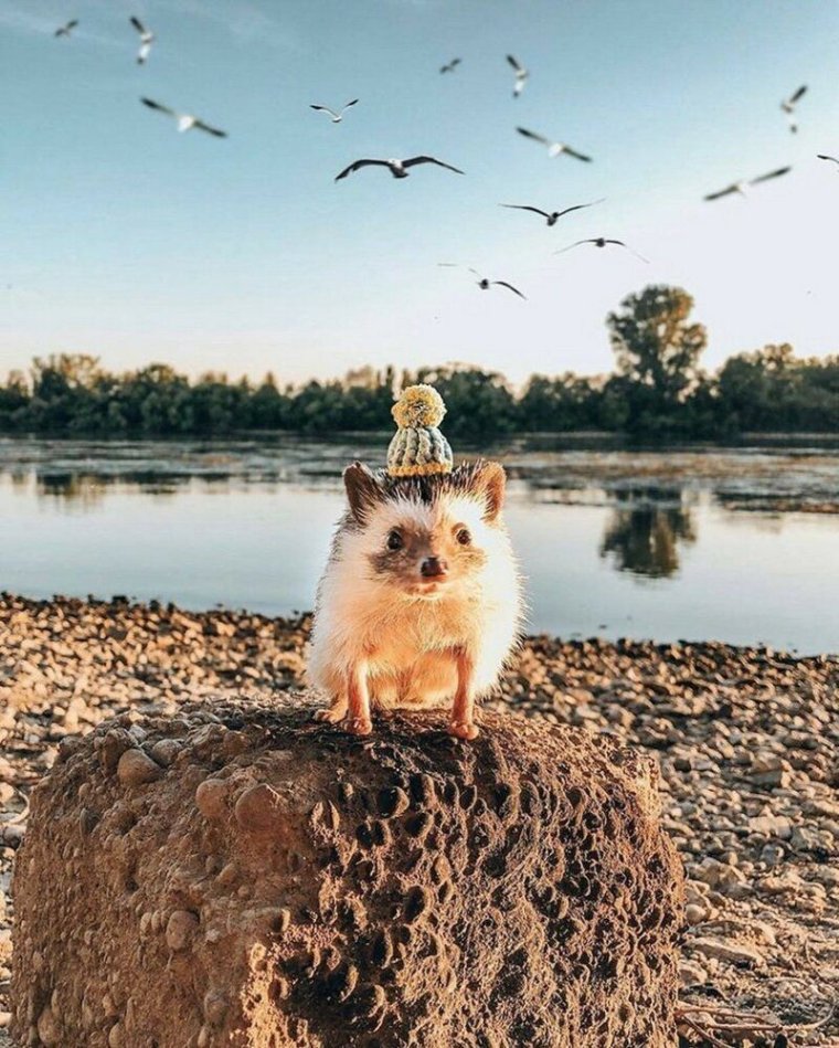 Самый счастливый Ежик