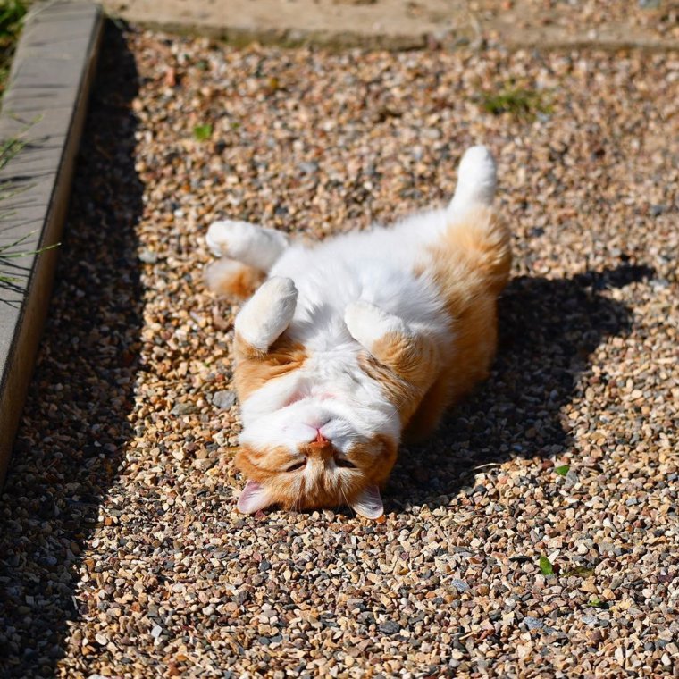 Кот нежится на солнышке