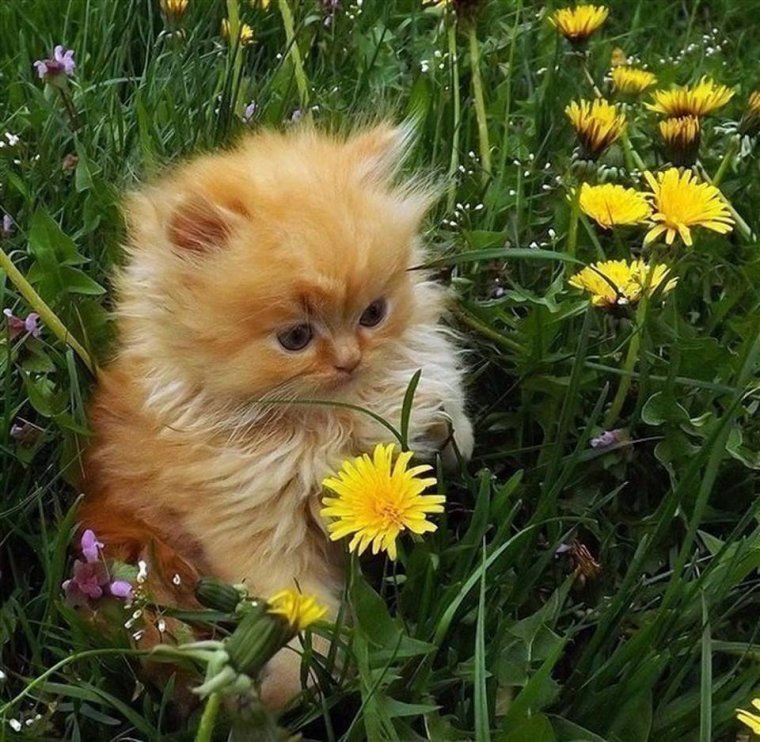 Кот и одуванчик