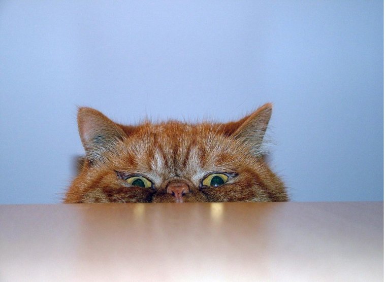 Кот просыпается солнце