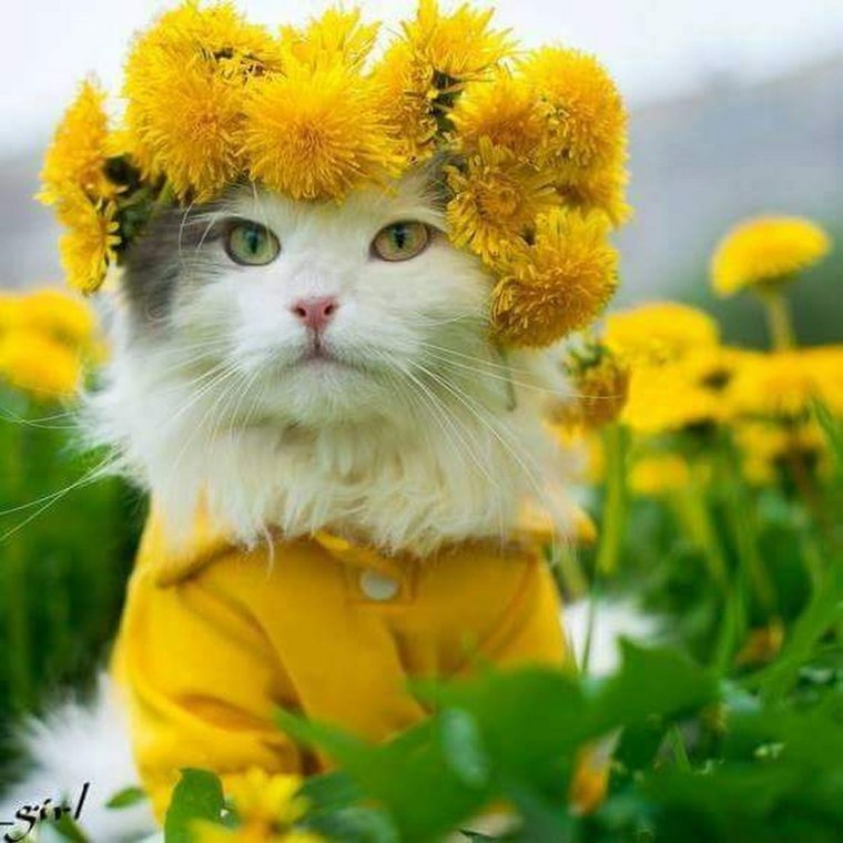 Позитивного настроения на весь день