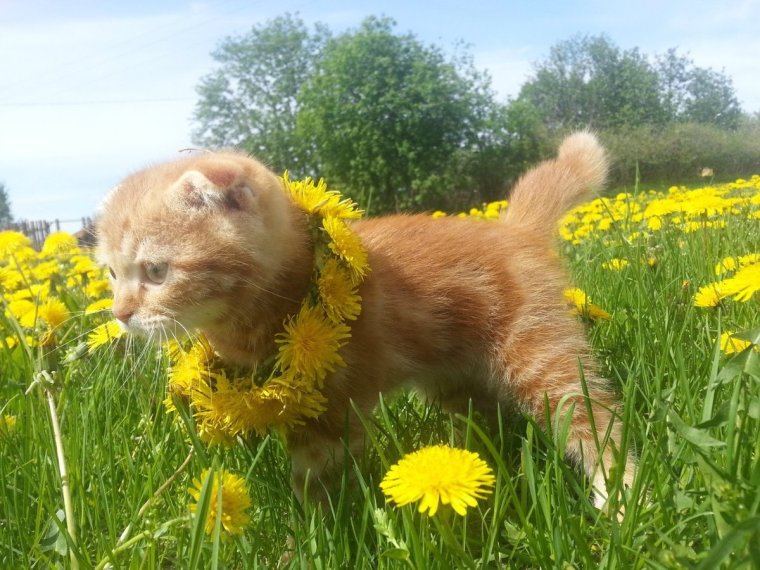 Одуванчики и животные