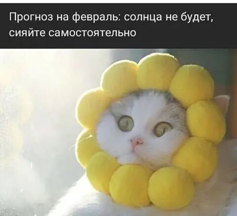 Котик на солнышке