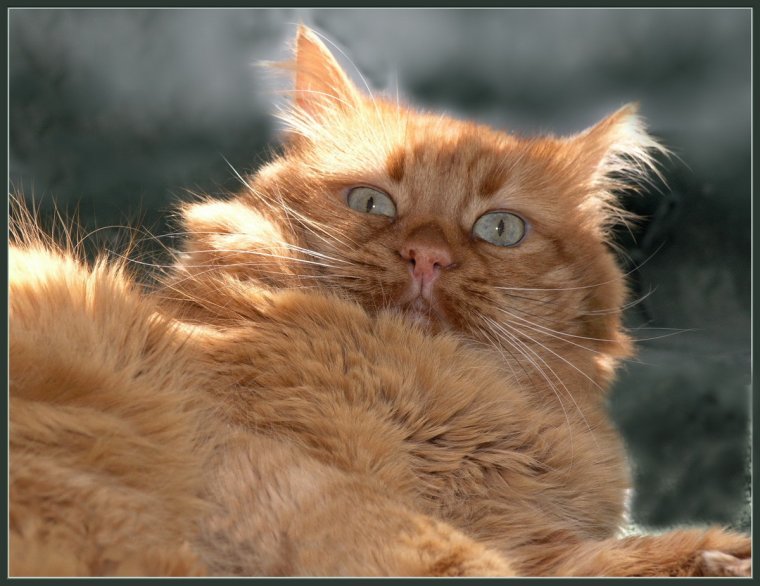 Рыжий кот нахал