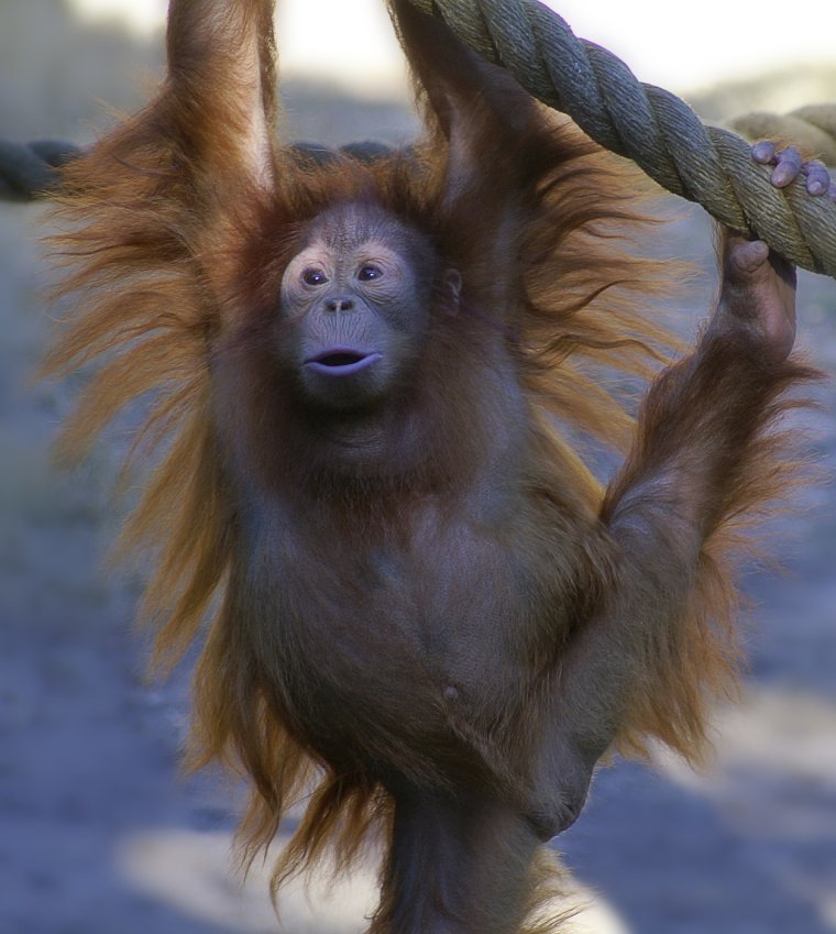 Обезьяна привет