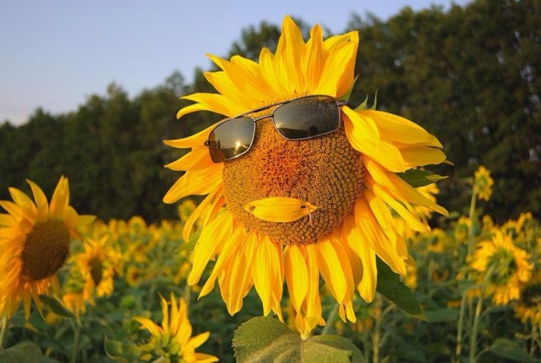 Жаркое солнце