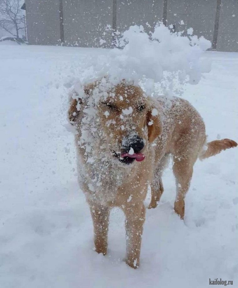 Снежки прикол