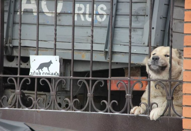 Осторожно, злая собака!