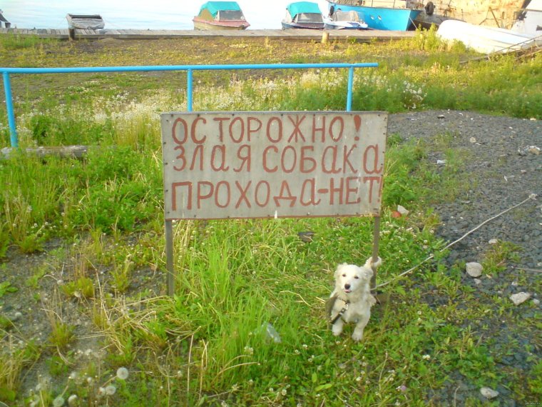 Осторожно, злая собака!