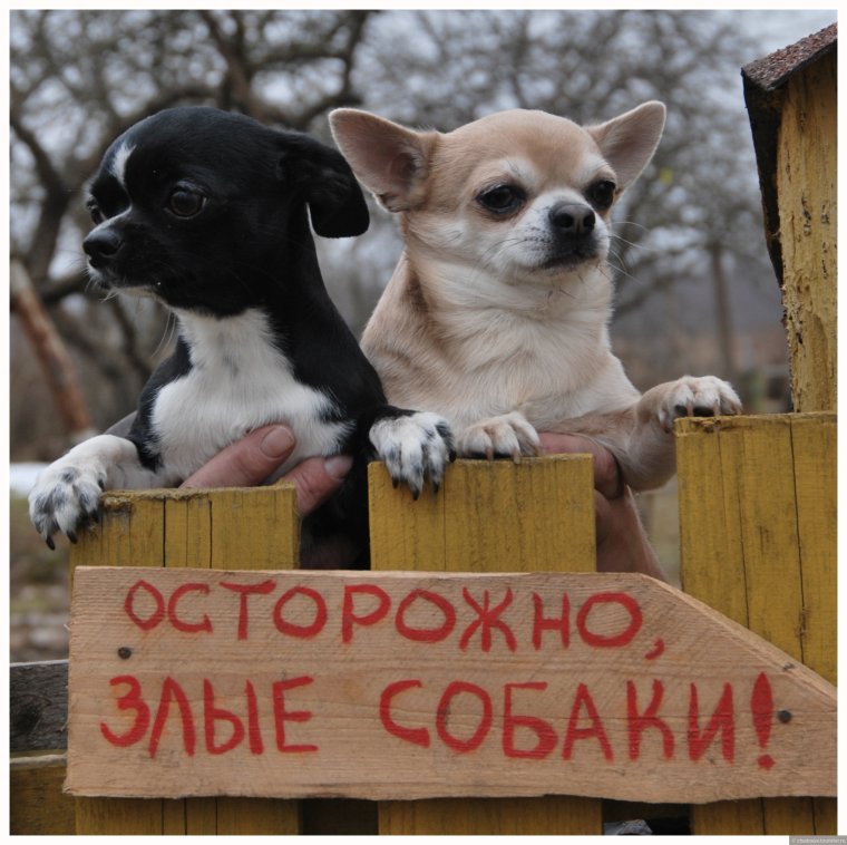 Очень очень очень очень очень злая собака