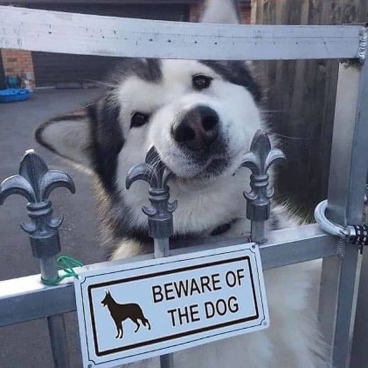 Осторожно, злая собака!