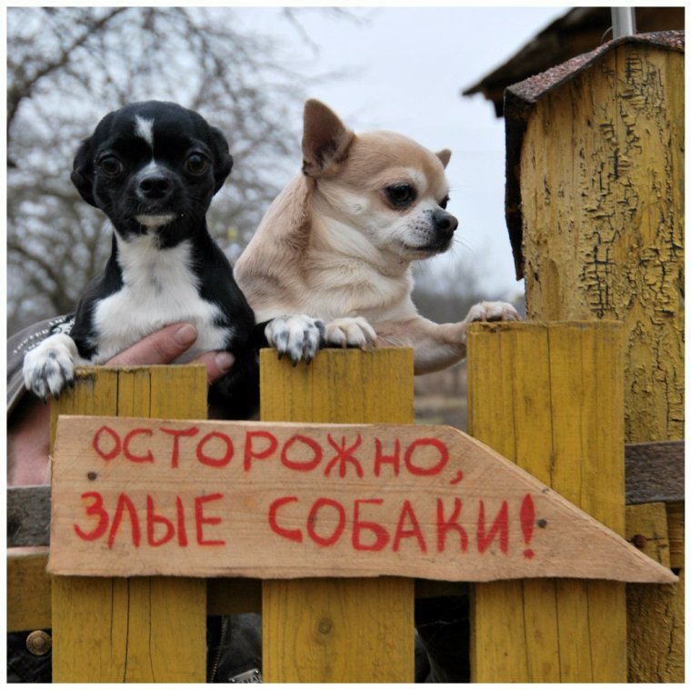 Осторожно, злая собака!