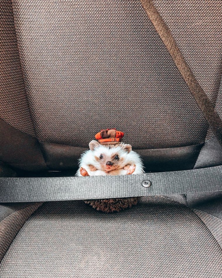 Ежик пристегнут ремнем безопасности